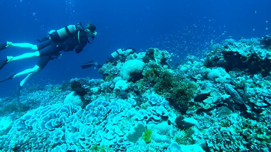 Underwater diving tour in Pemba Island with Pemba Driver Center