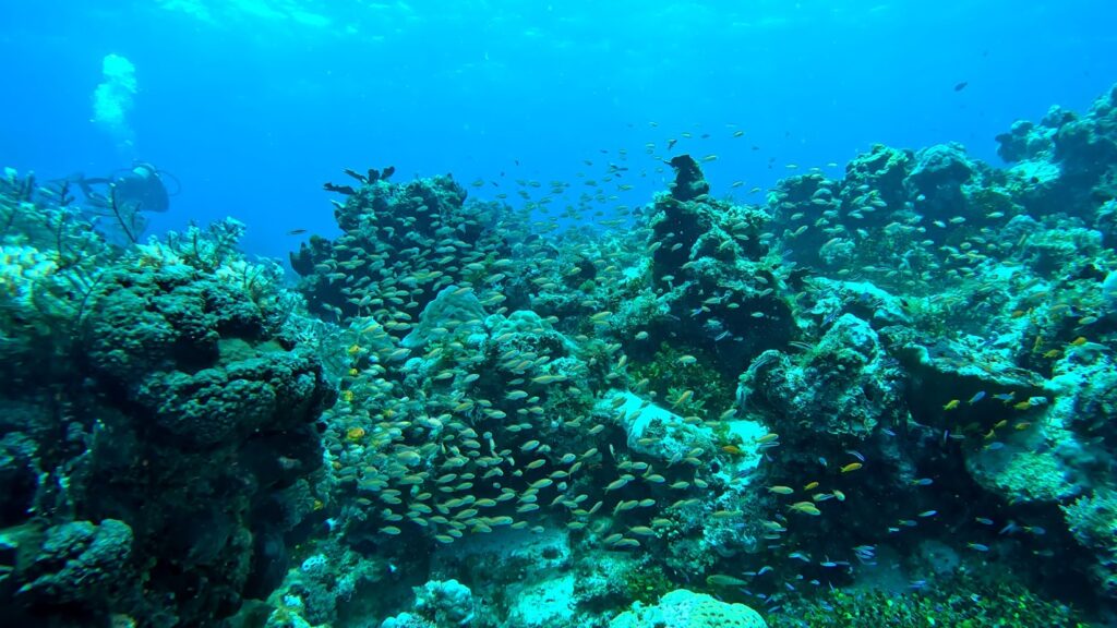 Colorful coral reef and marine life during scuba diving with Pemba Driver Center