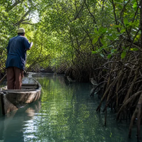 pemba-island-mangrove